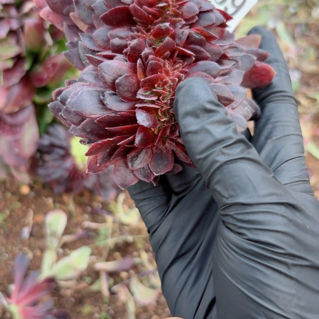 嗯8869 号多肉法师特价没有根