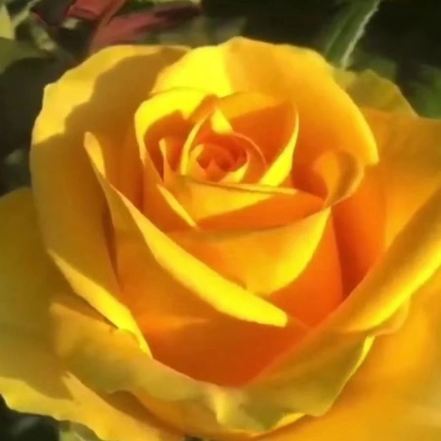 苏格兰黄油玫瑰花月季花苗特大切花盆栽四季灌木庭院阳台花卉植物