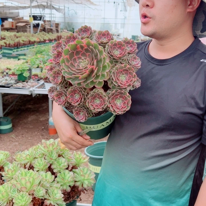 大颗粉花妖多肉法师