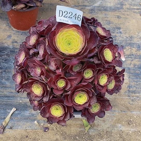 2246魅金玫瑰多肉福利款不周正