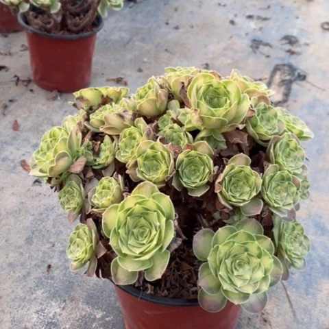 韶华多肉植物013。