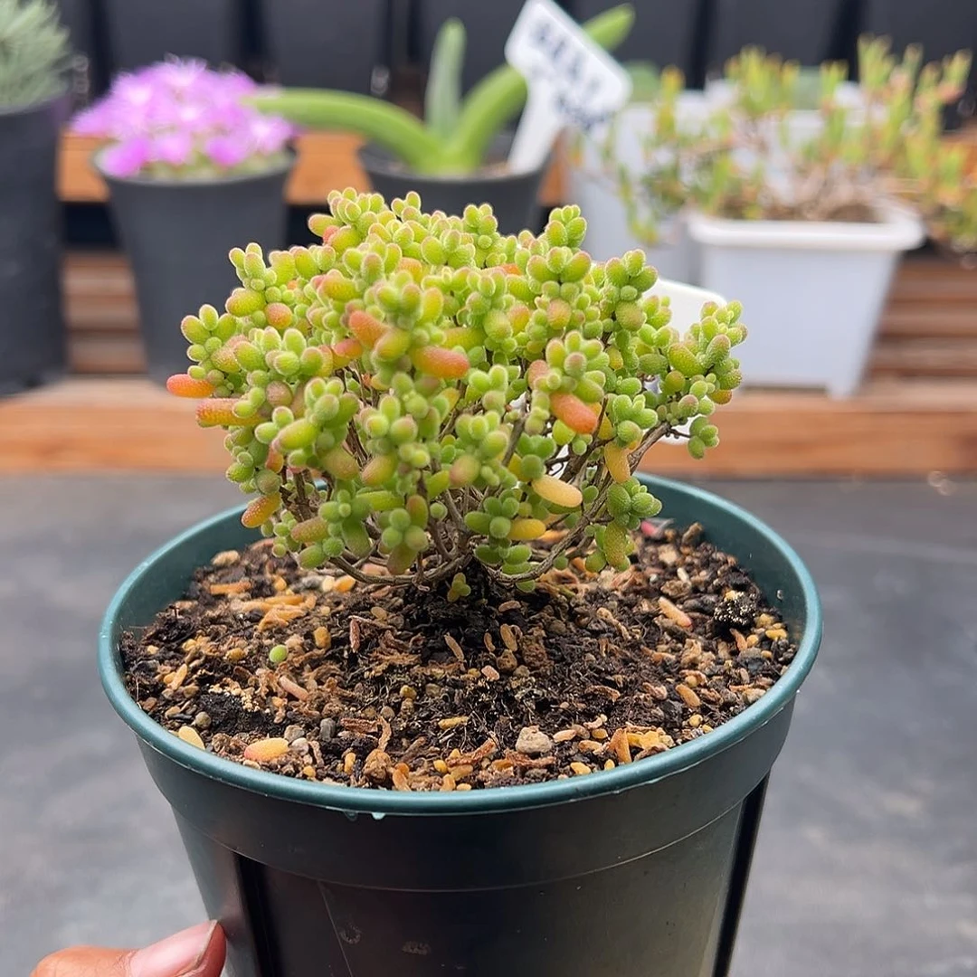 10号金桔糖球开播福利12.27多肉