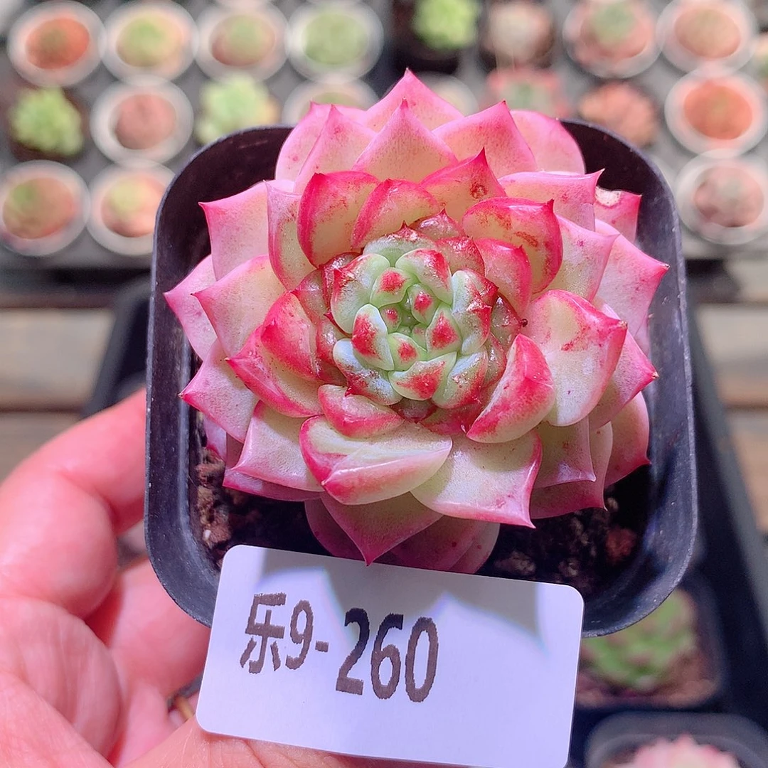 乐然9-260 天鹅绒