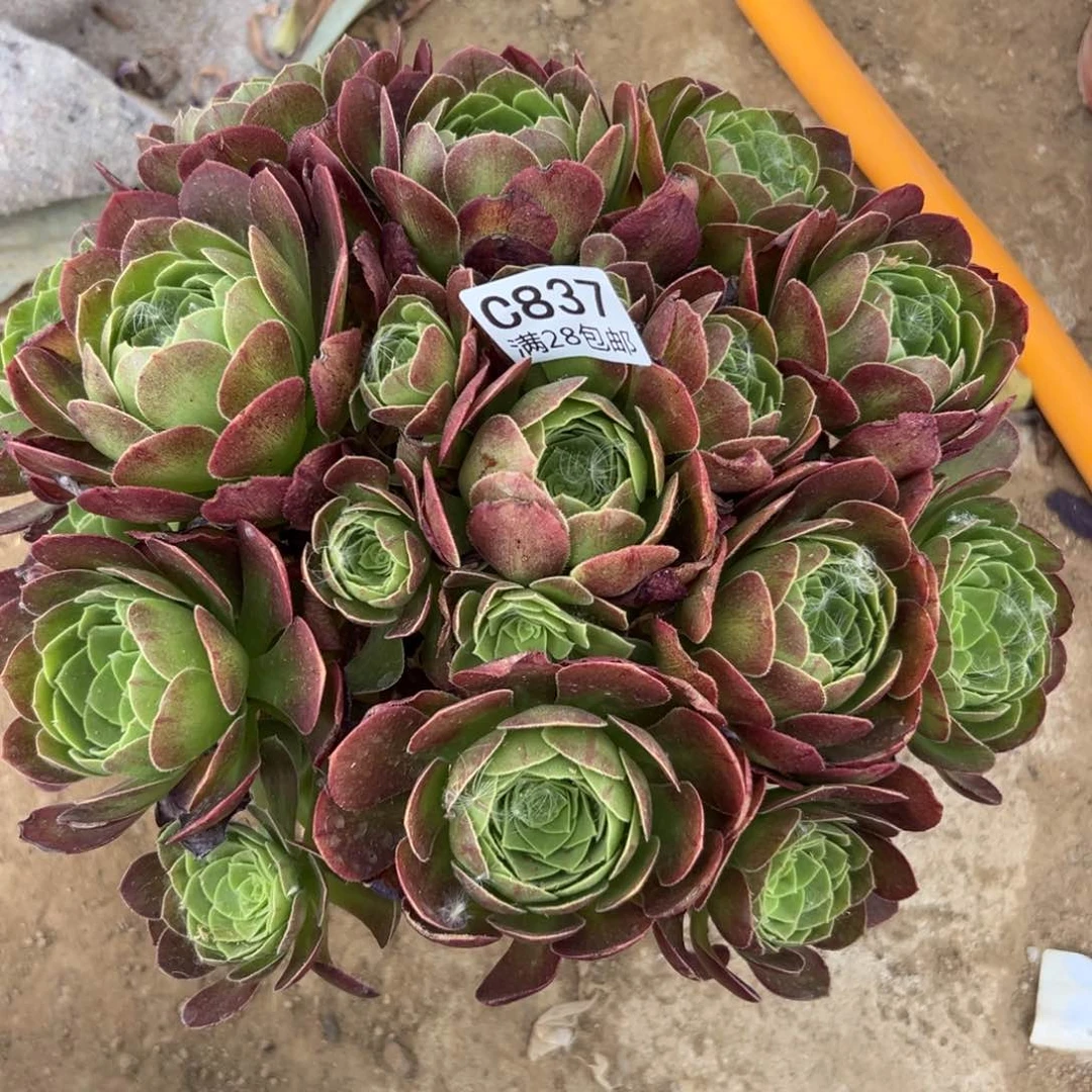 837多肉  圣罗兰