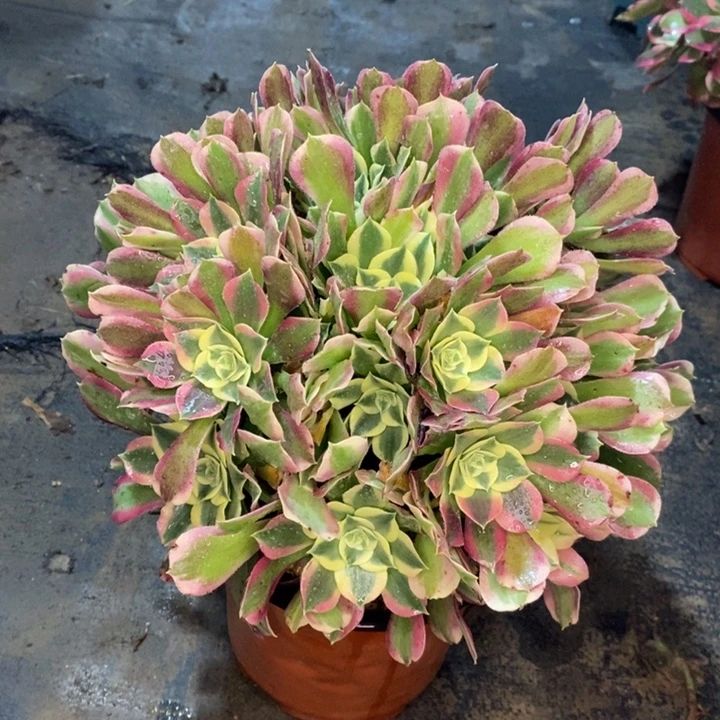 白凤多肉植物53。
