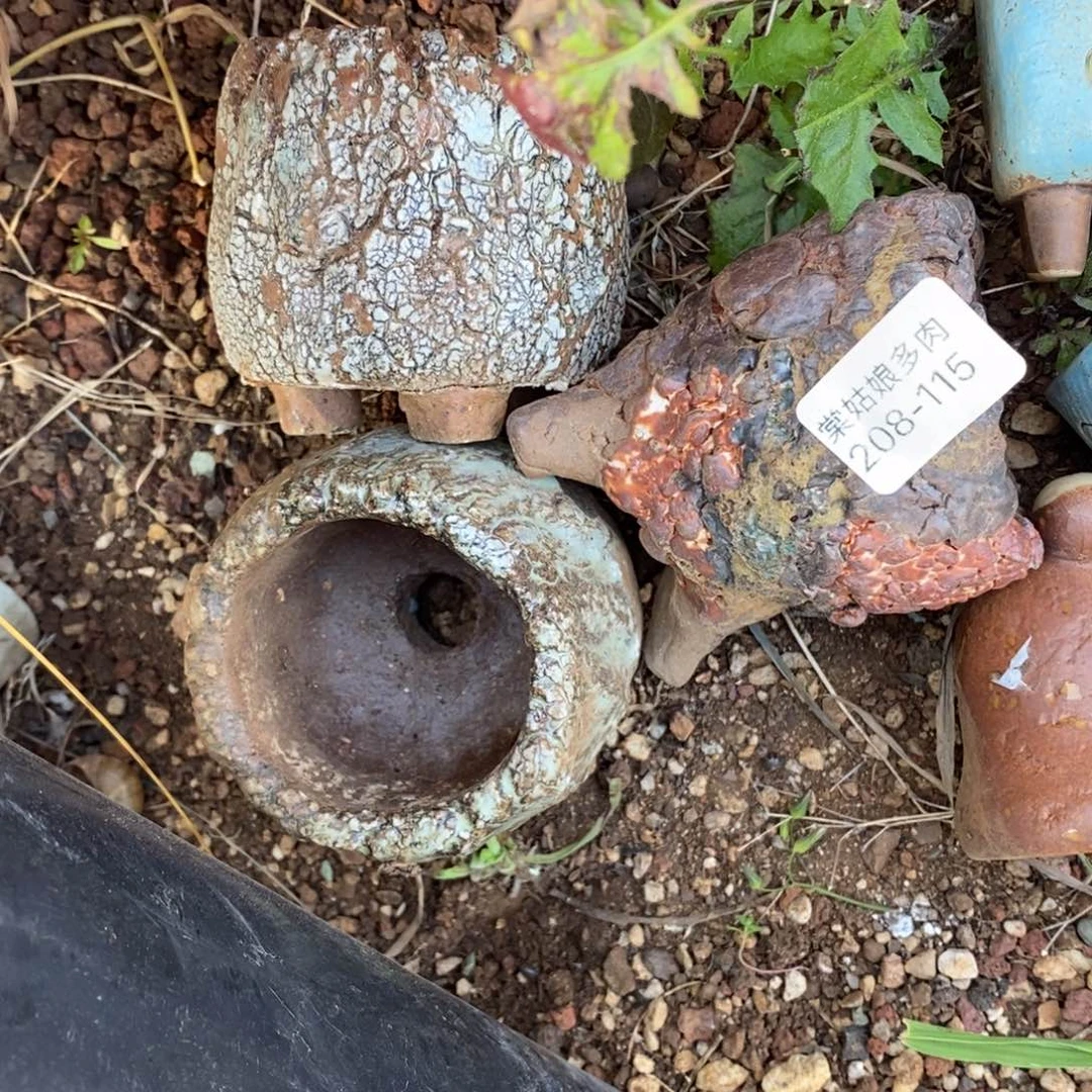 我***?115号三颗小可爱多肉盆