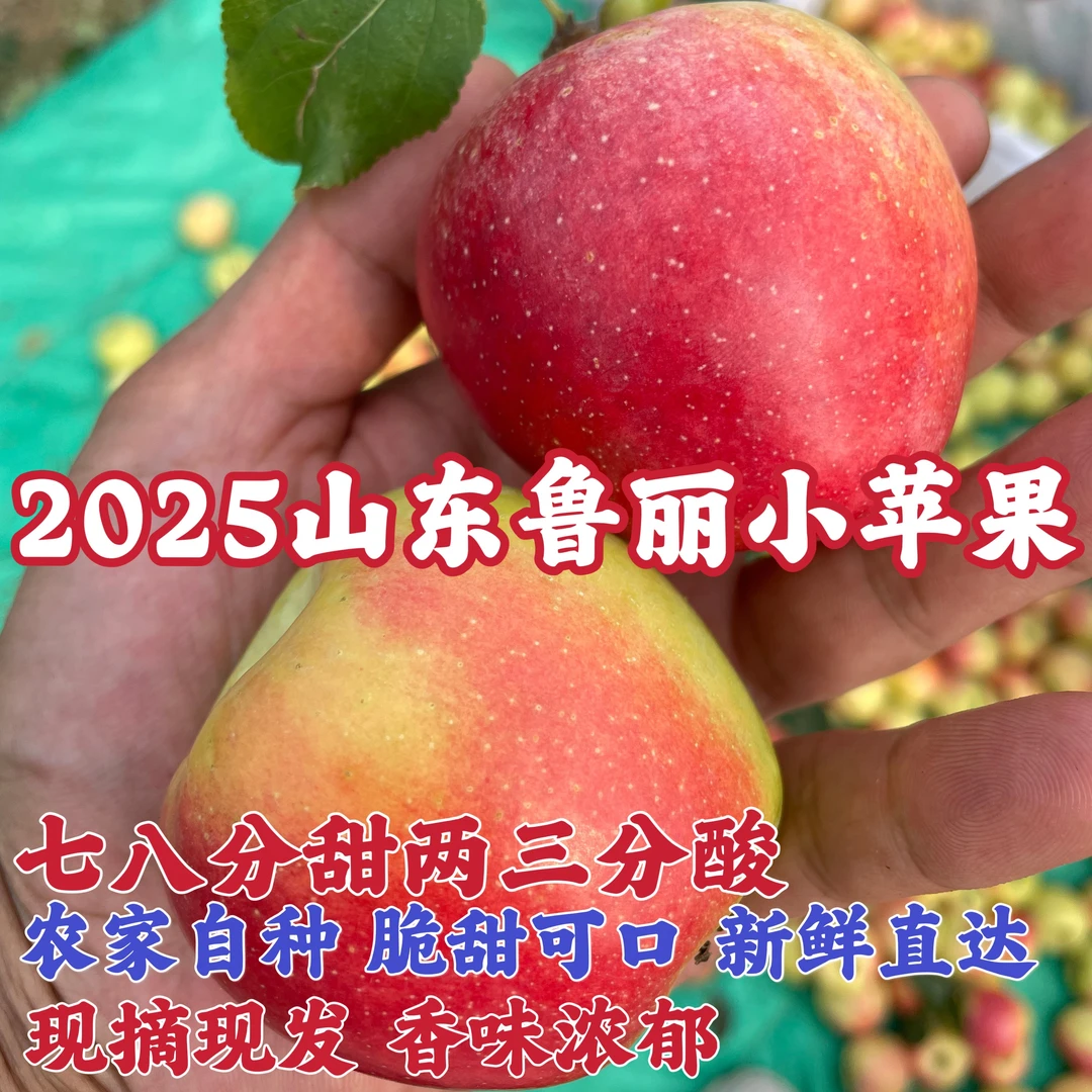 新鲜鲁丽小苹果脆甜可口当季水果包邮
