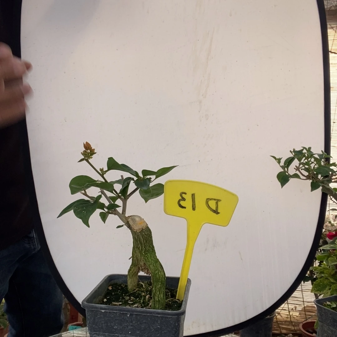 帕****长三角梅js金色光辉D13