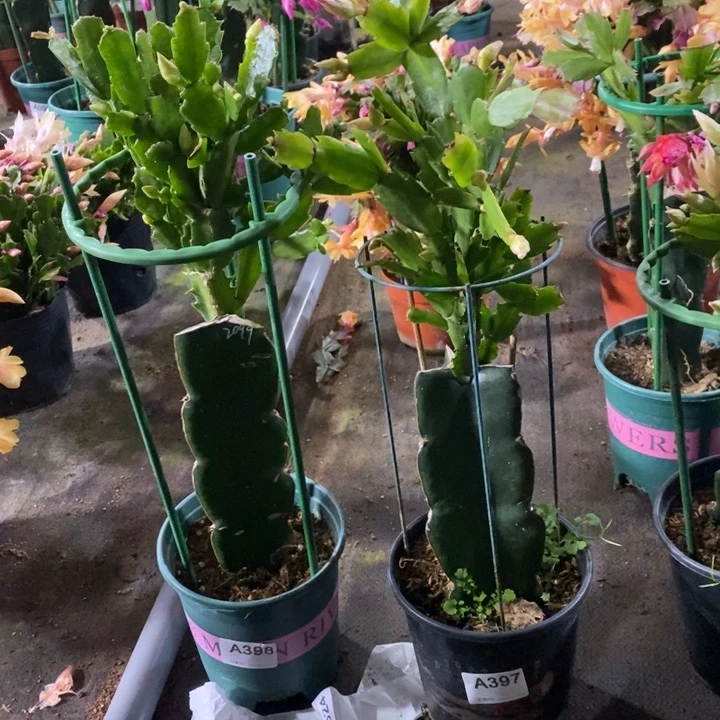 大部分花苞少量开放玉*397.398