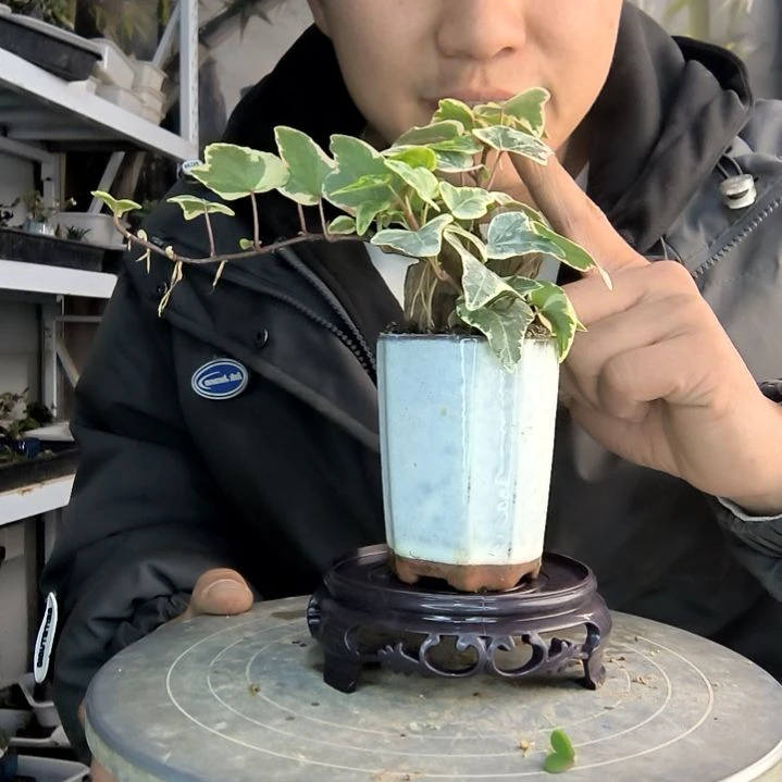⿻****°小盆景小植物一物一拍178