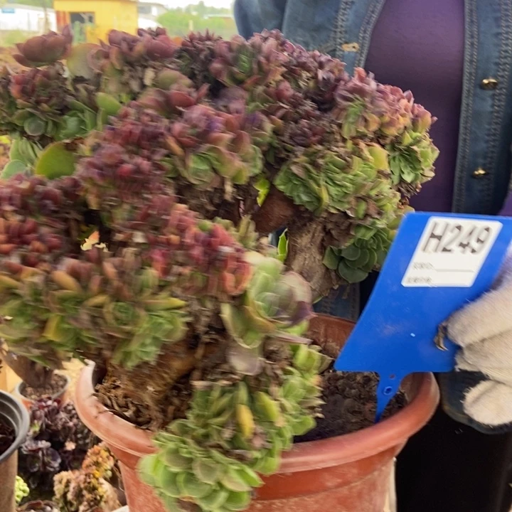 元***子249枚贵缀化老桩老桩