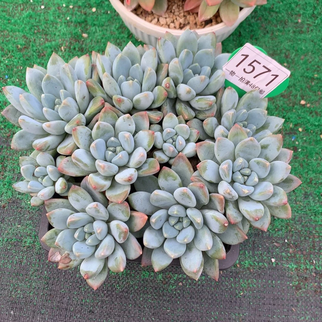 宽叶奶糖无砍平头1571