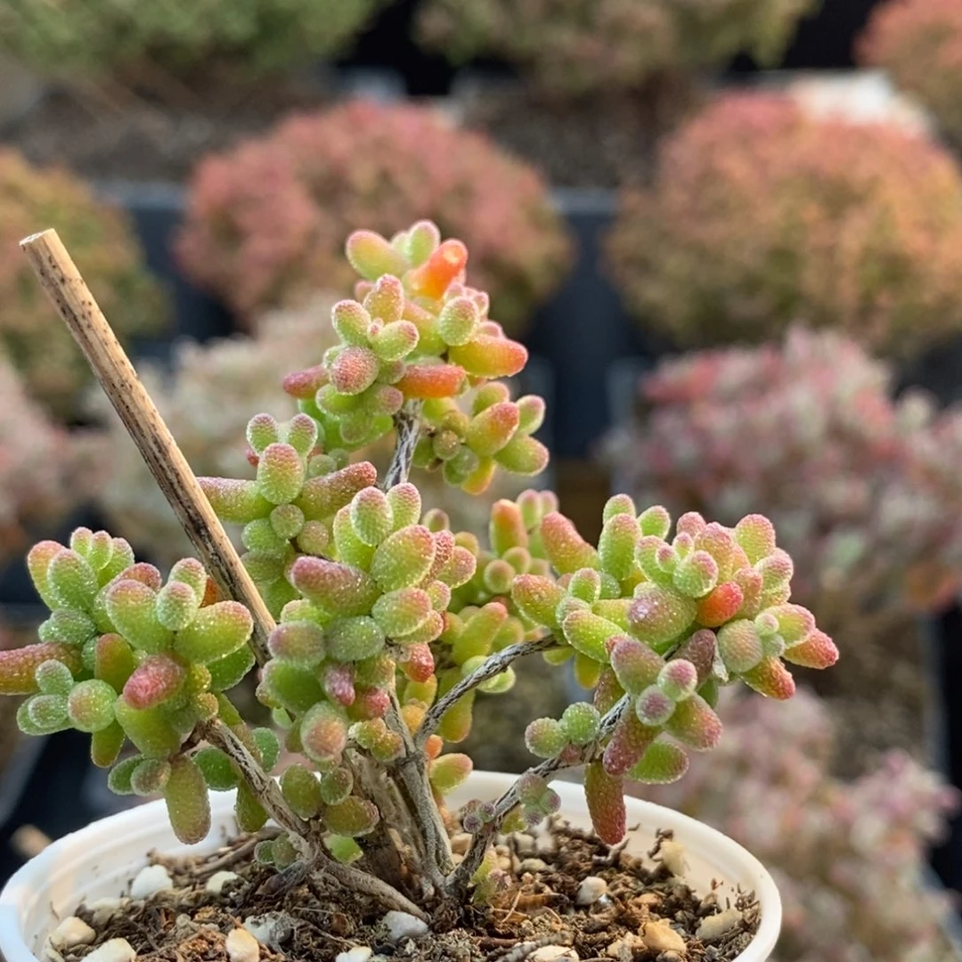 金橘糖球7062枝干番杏