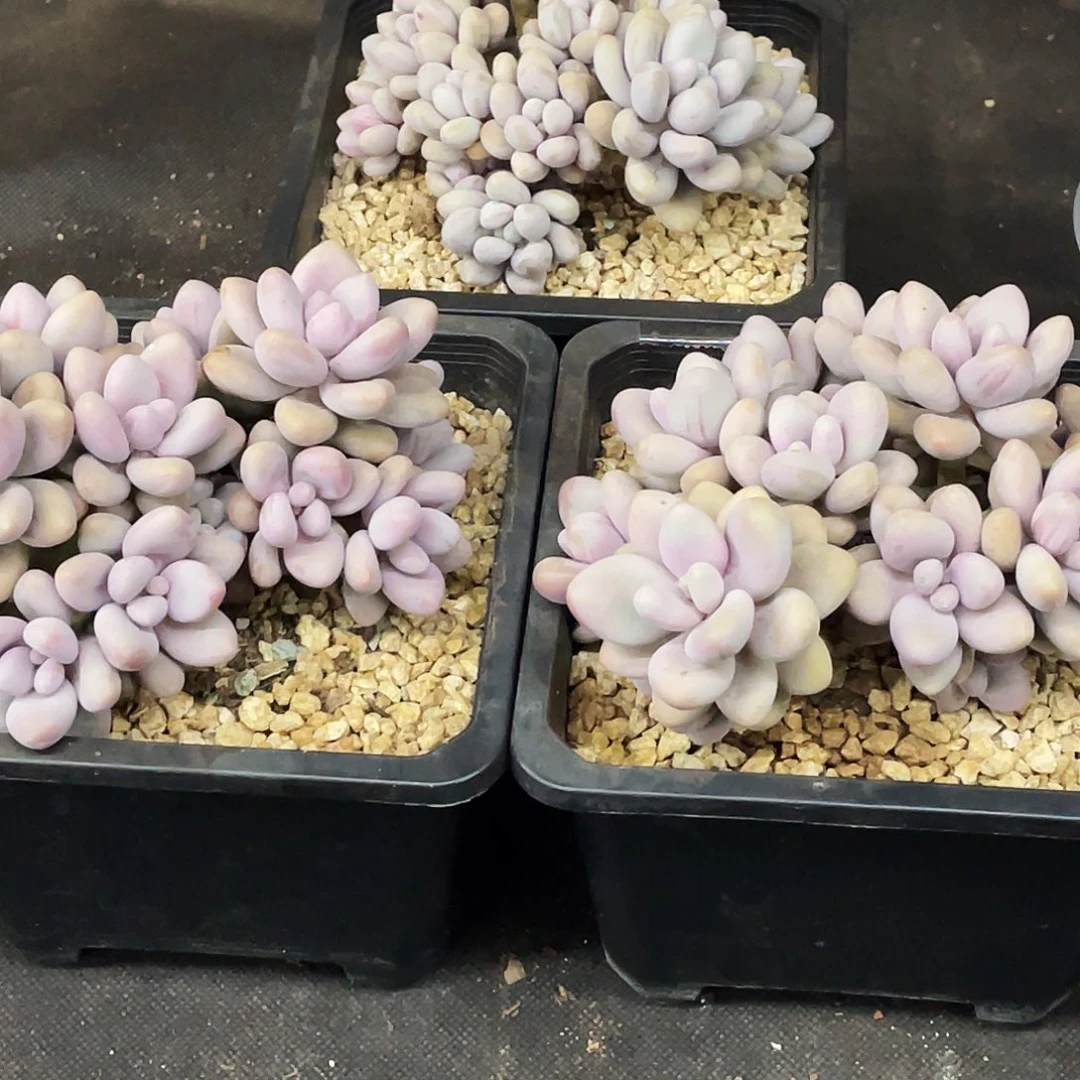 整桩无砍多头蜜多丽一颗