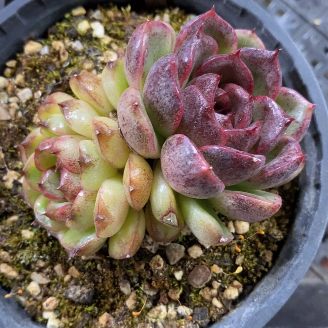 一物一拍多肉精品植物_68