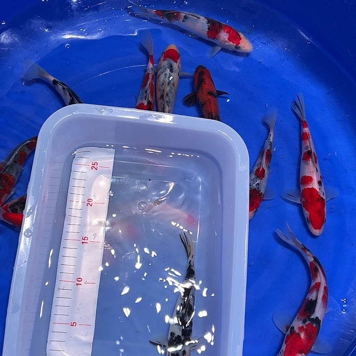 海水鱼锦鲤的尾巴和翅膀