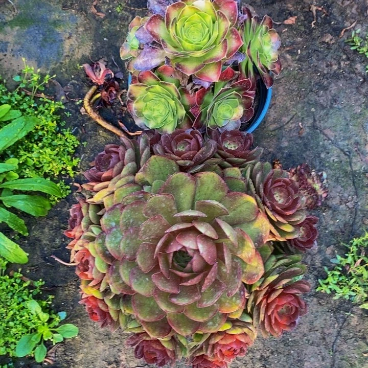 羊***馆法师一组多肉植物