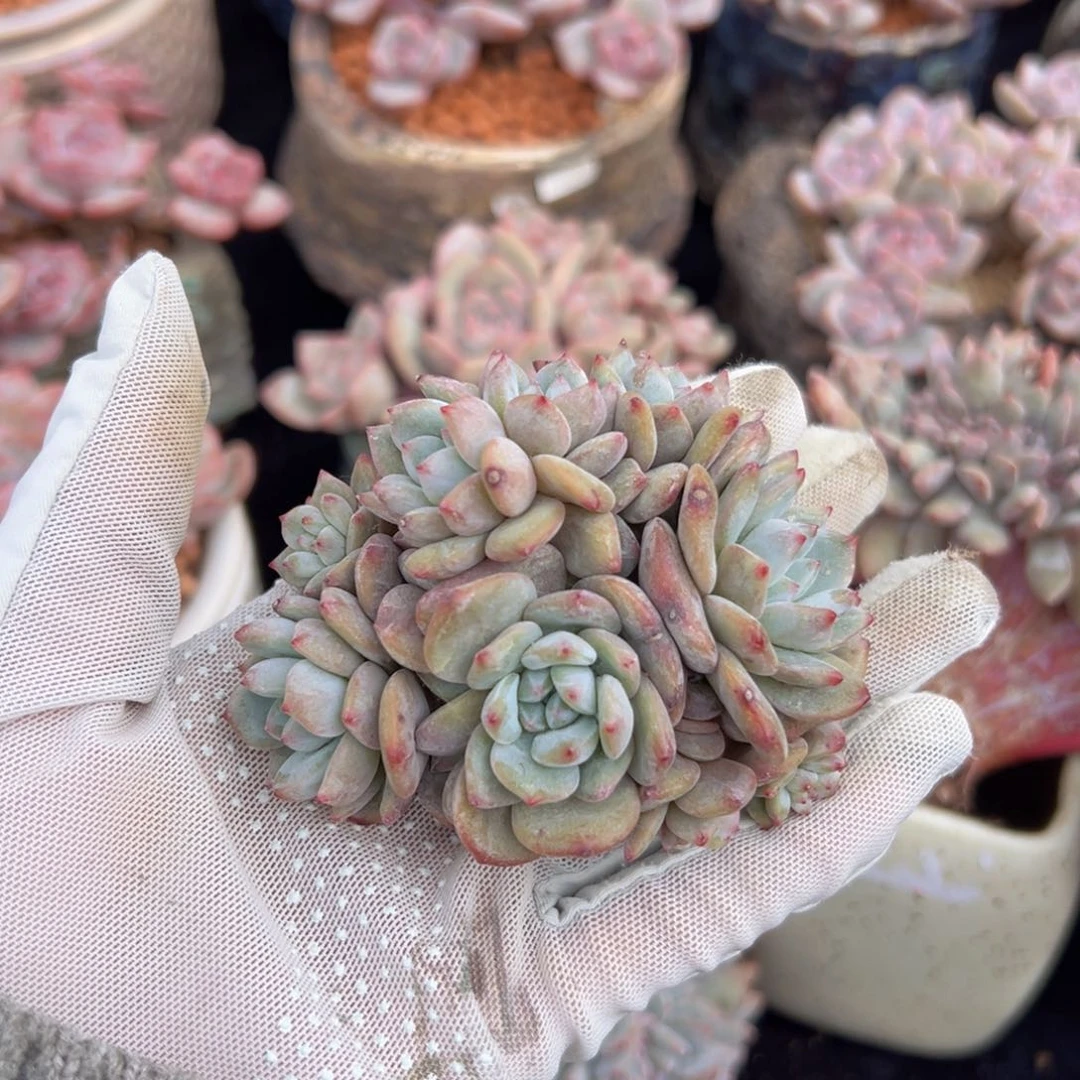 新年快乐 新年快乐