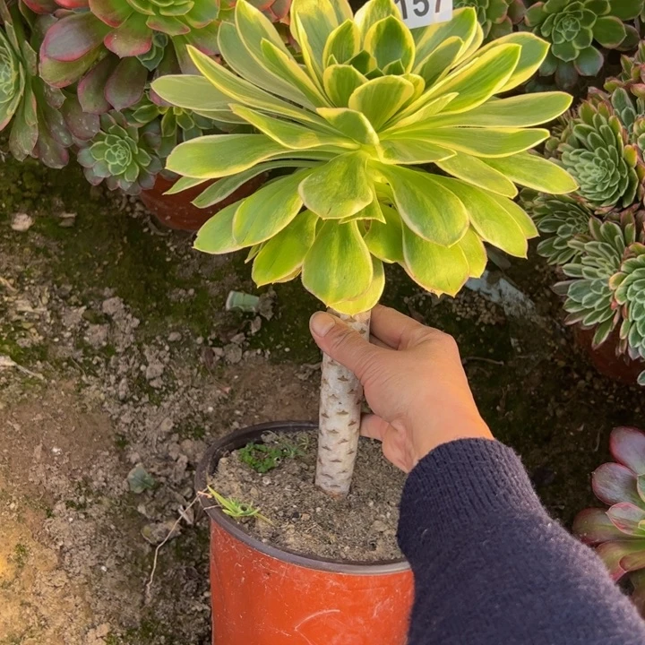 1157玫瑰锦多肉植物