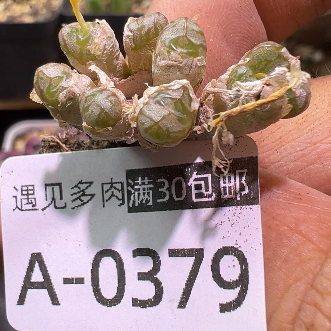 多肉植物11111111111