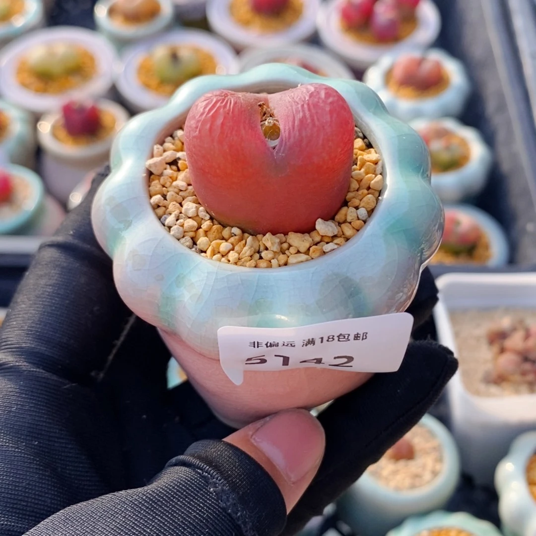 5142--一物一拍 带盆