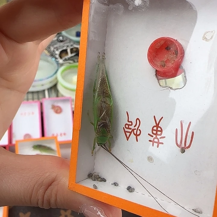蟋蟀霍氏片蟋一只