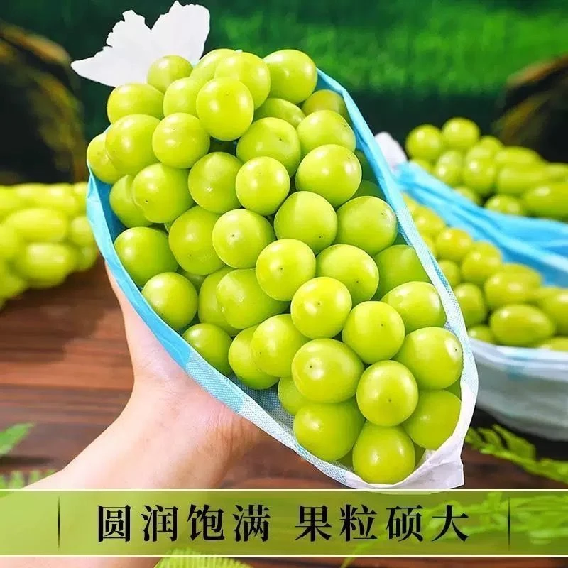 【顺丰】阳光玫瑰葡萄无籽玫瑰香提子晴王葡萄香印青提基地直采香甜