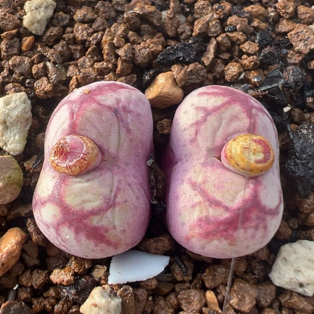 91多肉植物八重亘姬