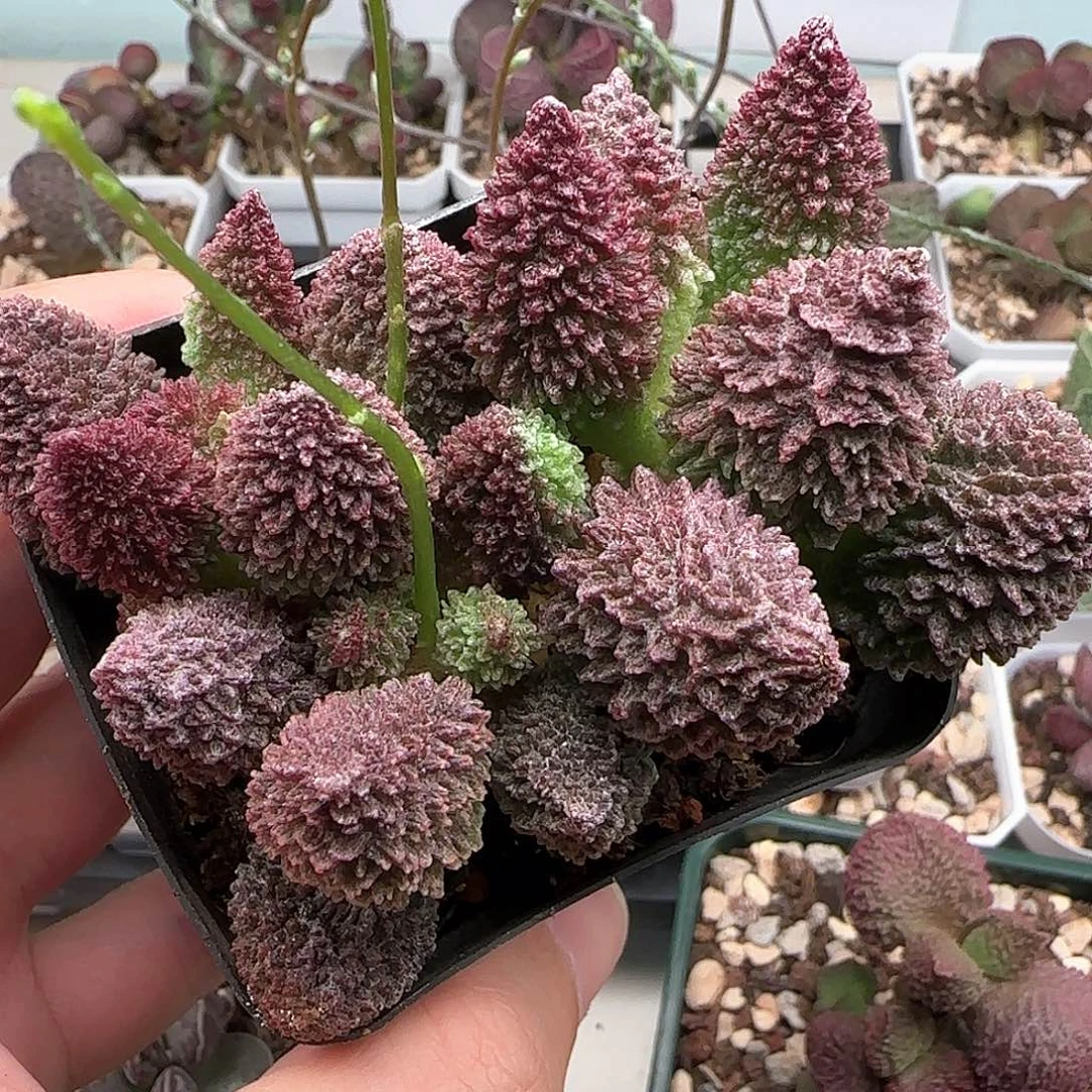 朱紫玉水泡多肉植物