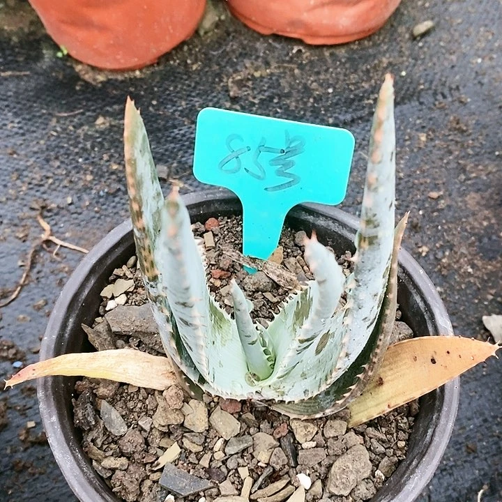 【闪购商品】无花朵海来芦荟