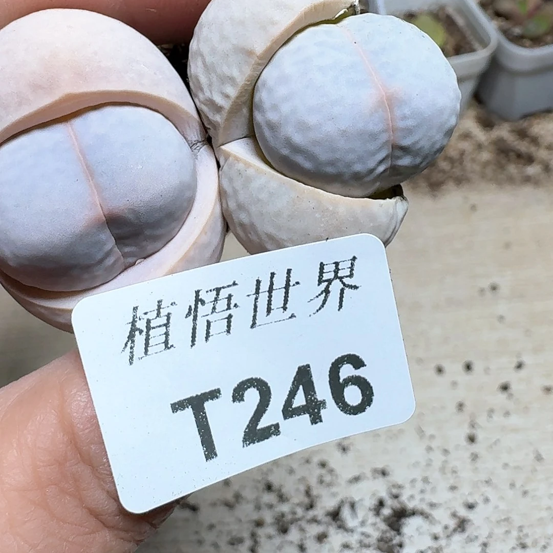 246号多肉植物哇c