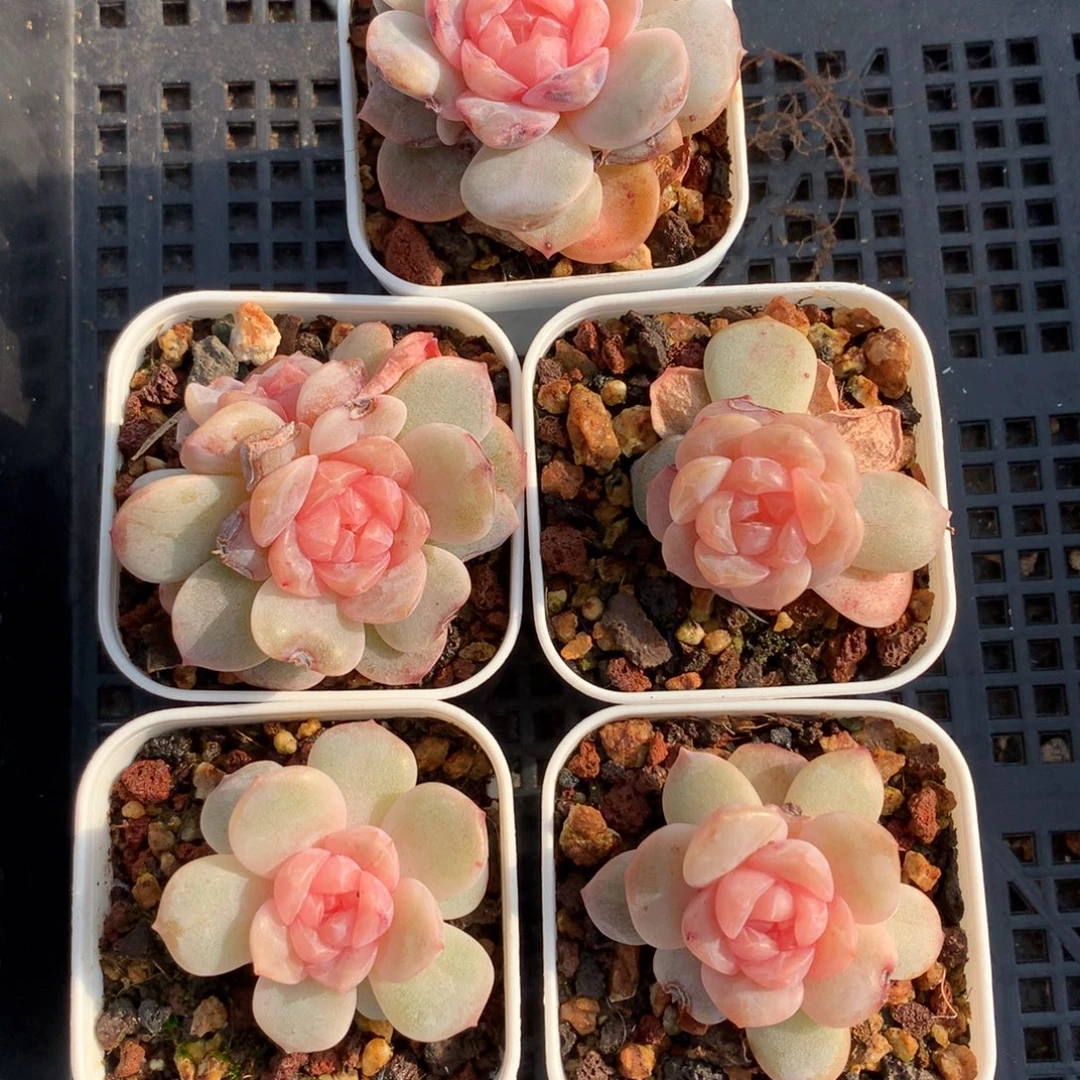 1214-27 套餐一组