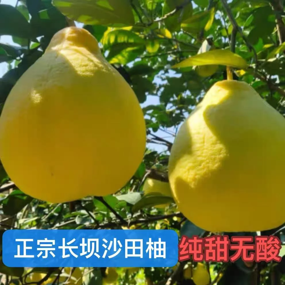 广东特产正宗韶关长坝沙田柚纯甜白心金柚当季新鲜孕妇水果非容县