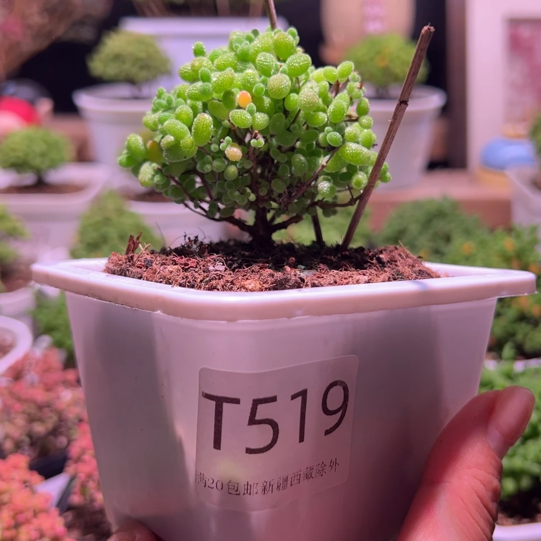 519 蜜橘带盆土发货一物一拍