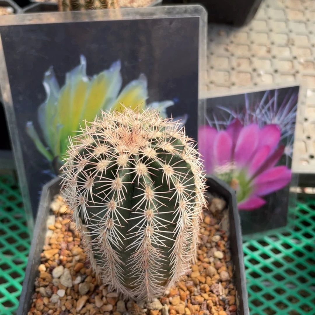 鹿角柱实生仙人球黄绿品红绯虾