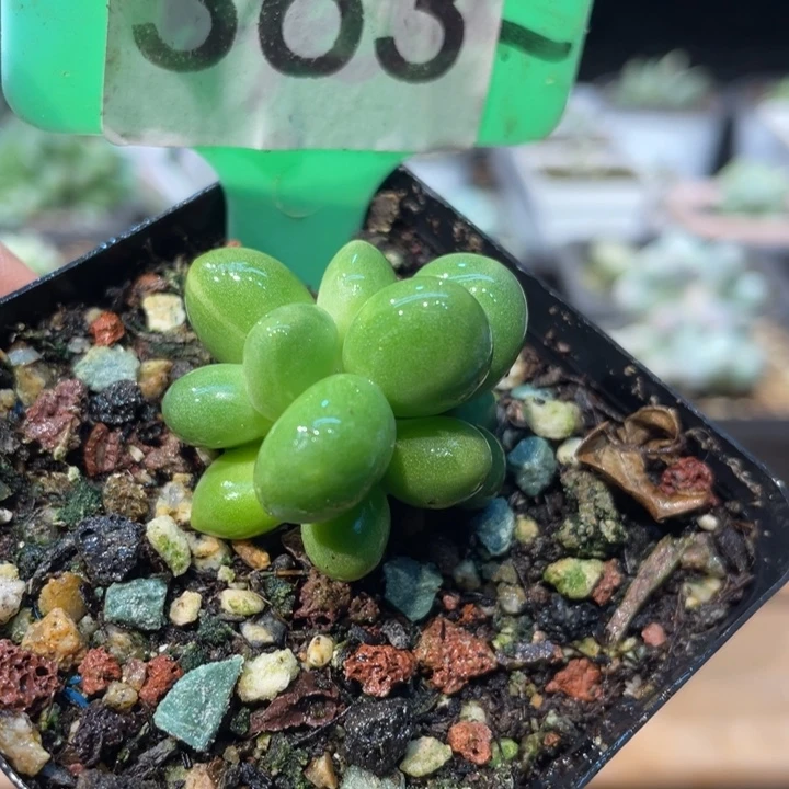 芒果奶精控363号的啊啊多肉啊啊