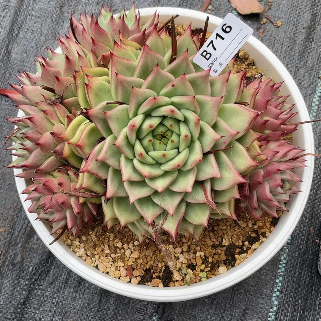 若如东云单拍B716