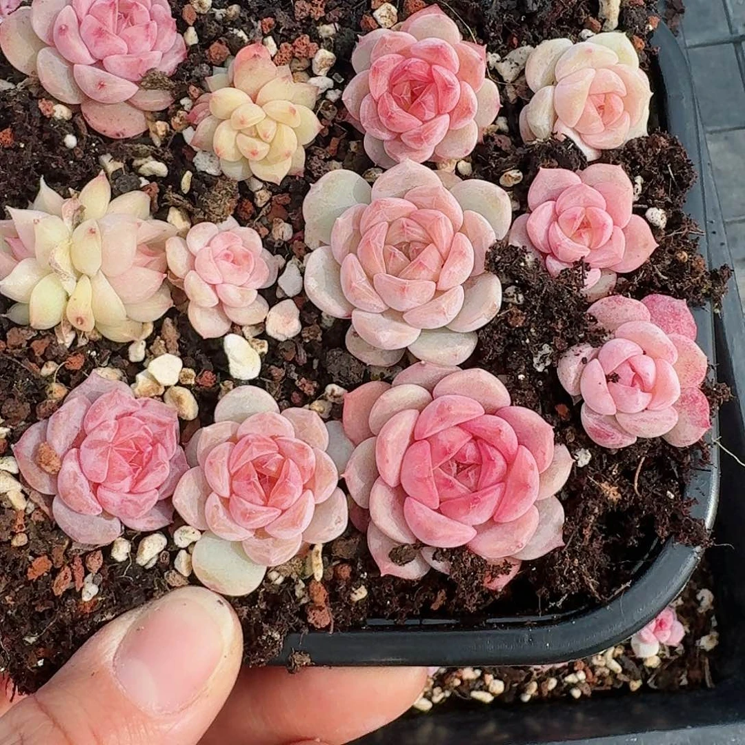 杂交新品珍妮多肉11