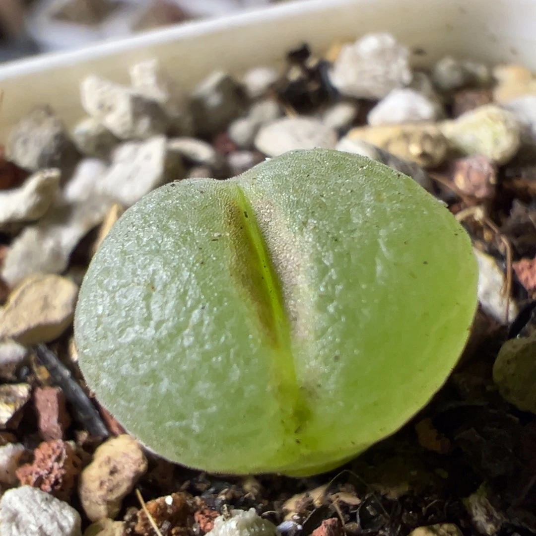 粉红女郎纽扣母本一物一拍