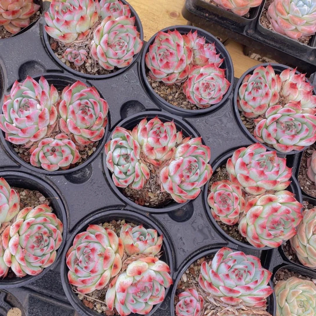 146号 吉娃娃群生一个