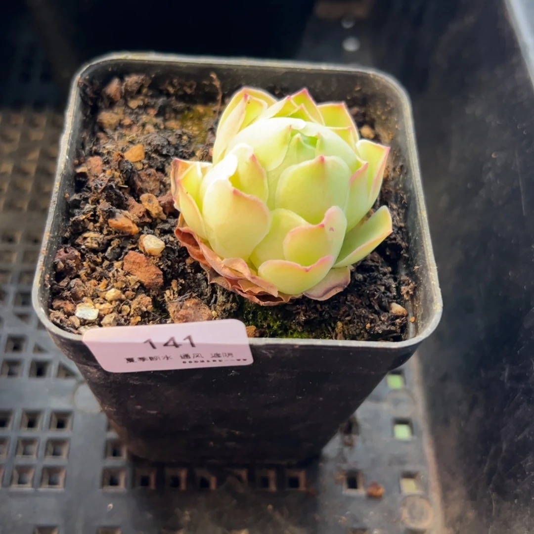 141号发光体—山地玫瑰