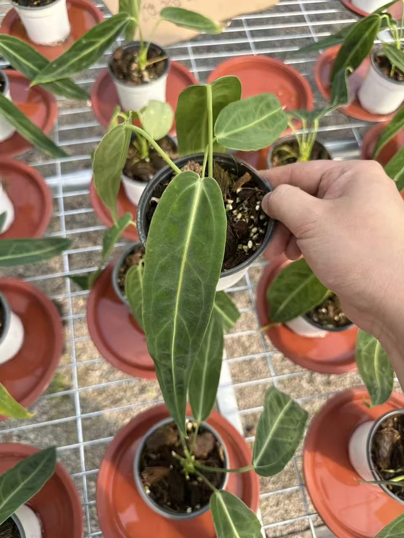 SOLOPLants【火鹤后花烛】花烛天南星科热带植物