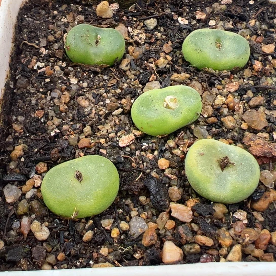 12.4好看的多肉脱土发货092