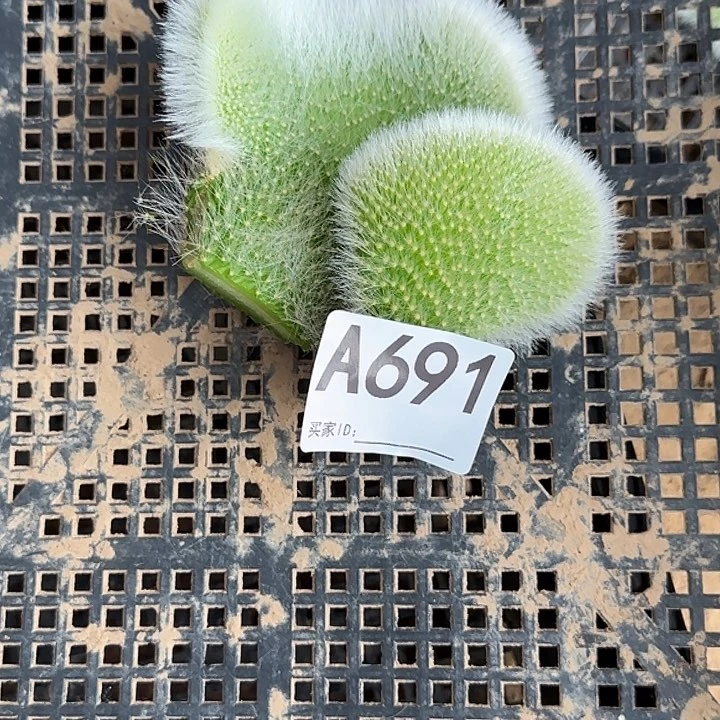 ****️无花朵砍头九尾狐缀691
