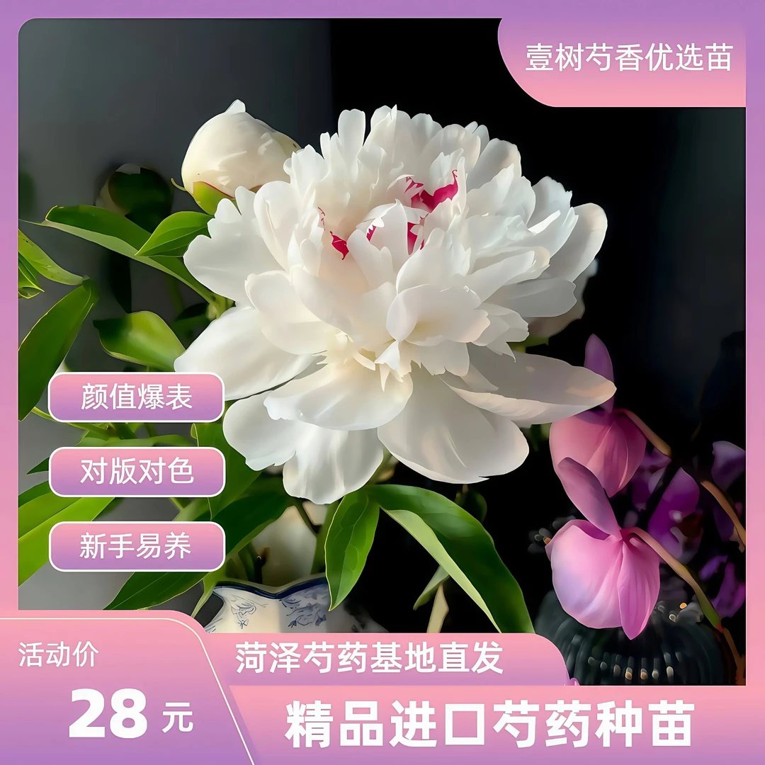 【进口芍药嘉年华】种苗源头直发保对版盆栽庭院阳台办公室易成活