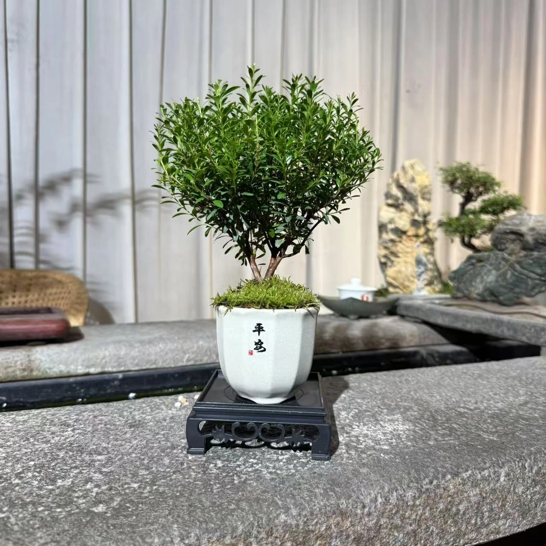 小叶赤楠造型茶室禅意文人空间禅意茶桌书桌办公桌好养