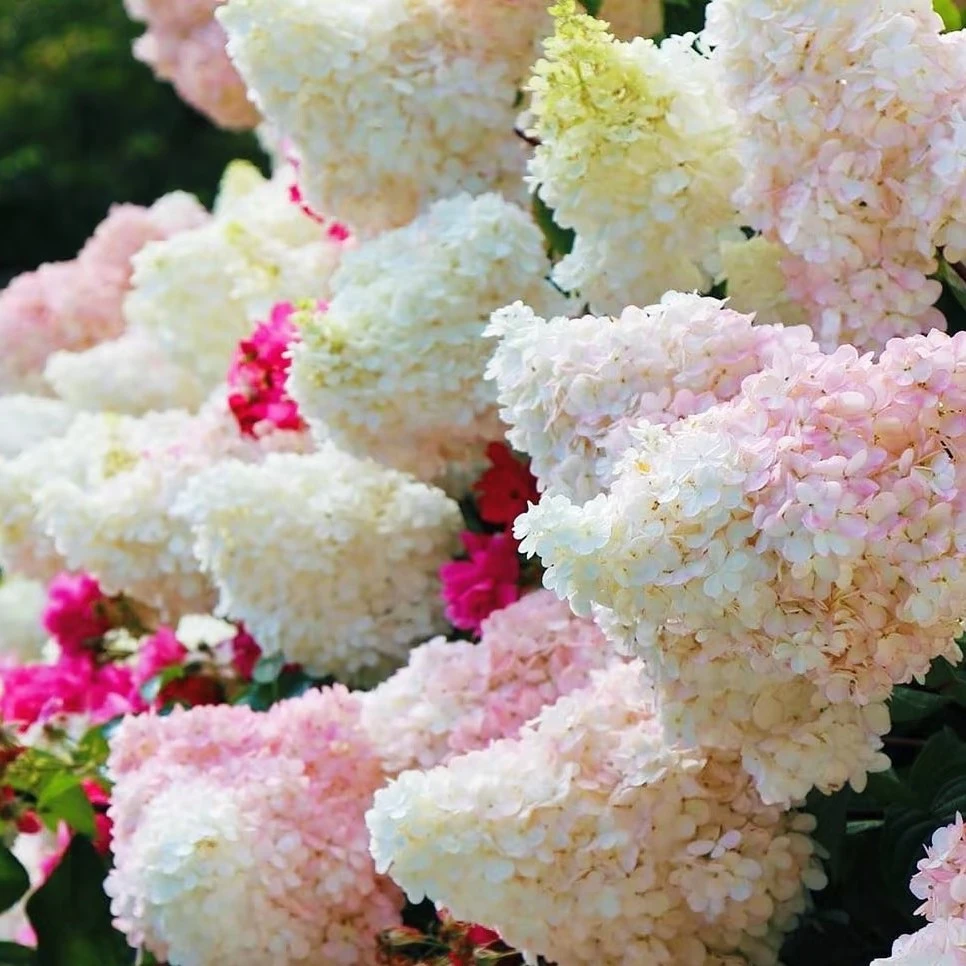 香草草莓圆锥绣球 3加仑（张）前期白色后期变粉 生花苞发货