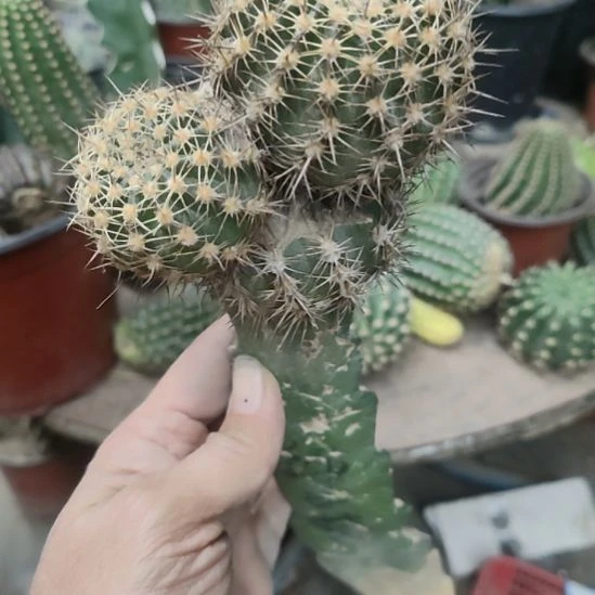 仙人球丽花丘比特带杆福利