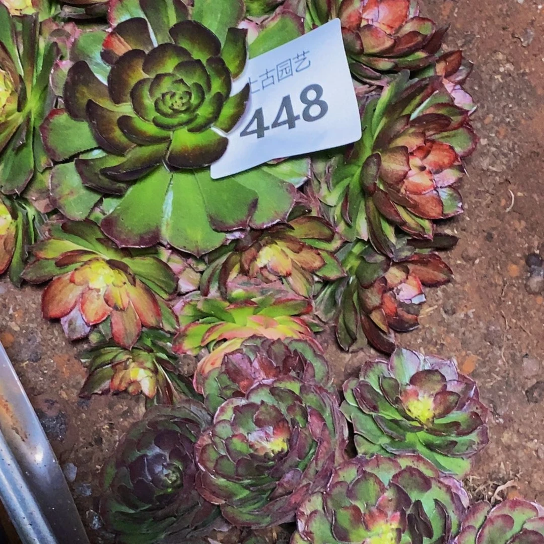上古园艺多肉法师448