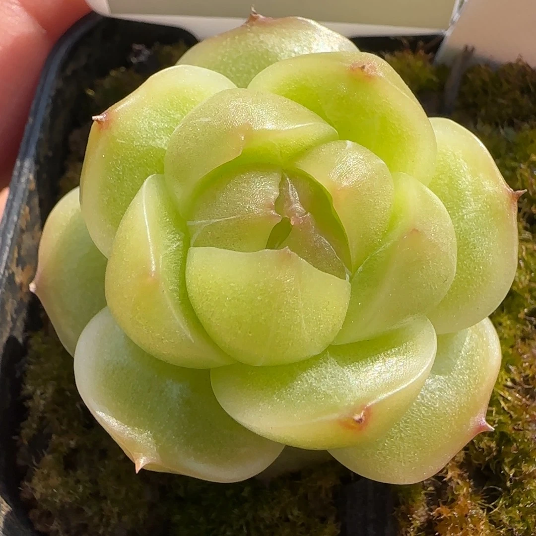 306号麦秆珍妮带冰边多肉